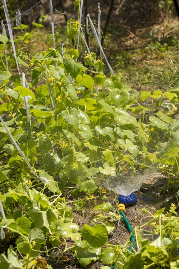 Watering the Growing Cucumbers with a Universal Garden Sprinkler Stock