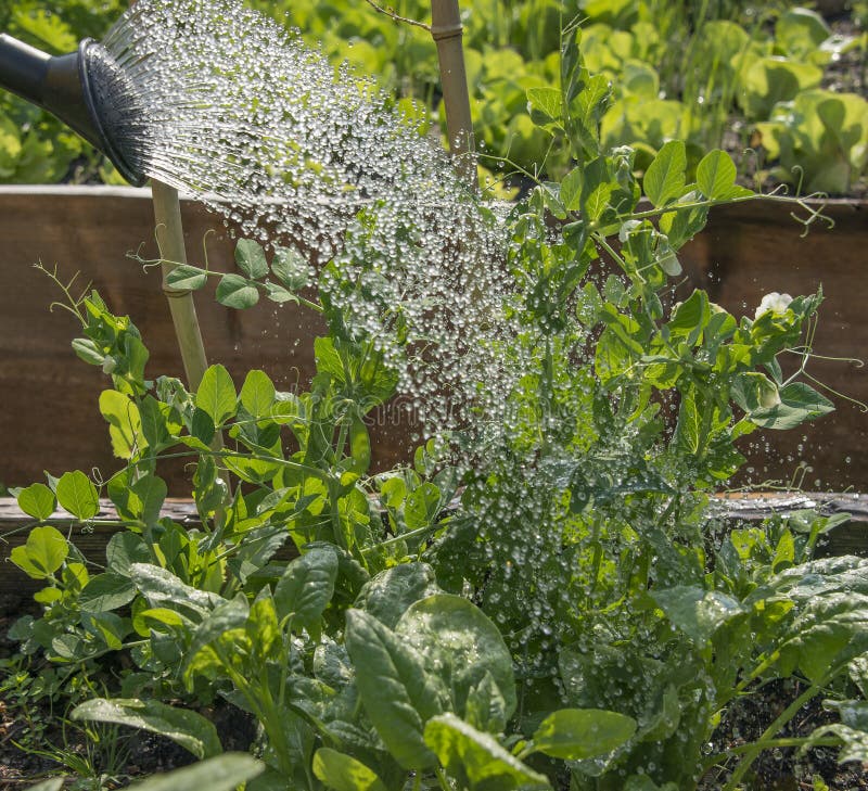 Watering pea stock image. Image of garden, drops, salad 93610253