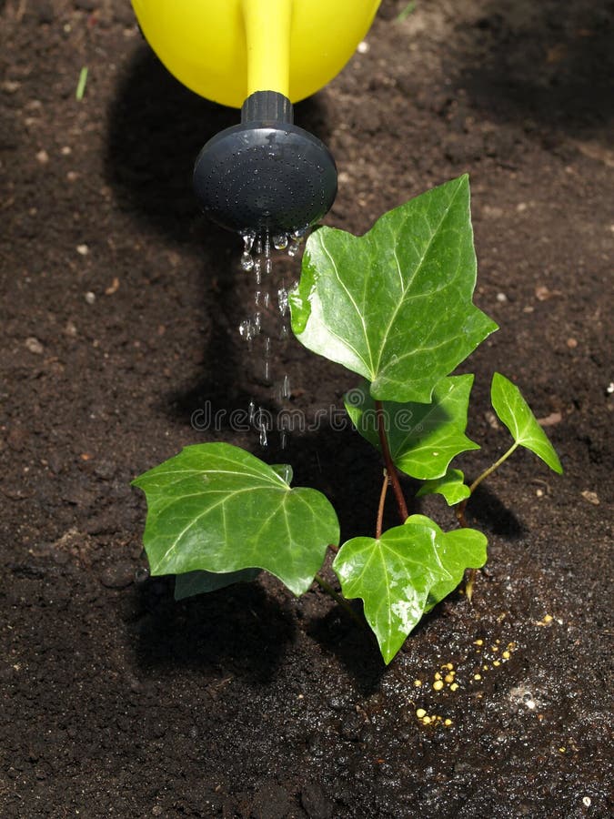 Watering plant stock photo. Image of ecology, fertilization 24876154