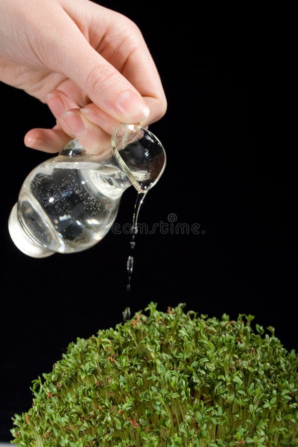 Watering plant (cress) on black background