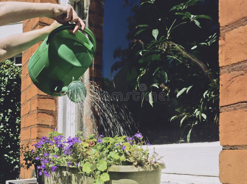 Watering plants stock photo. Image of drought, real, care 4650698