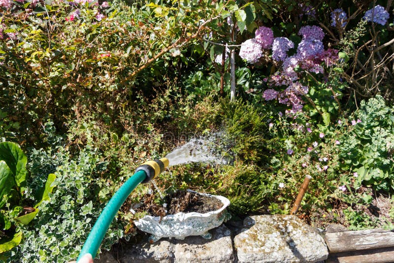 Watering Plants with a Garden Hose Stock Photo - Image of summer ...