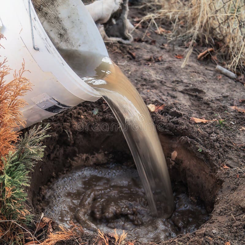 Watering Plants in the Ground Planting Hole Stock Image Image of home