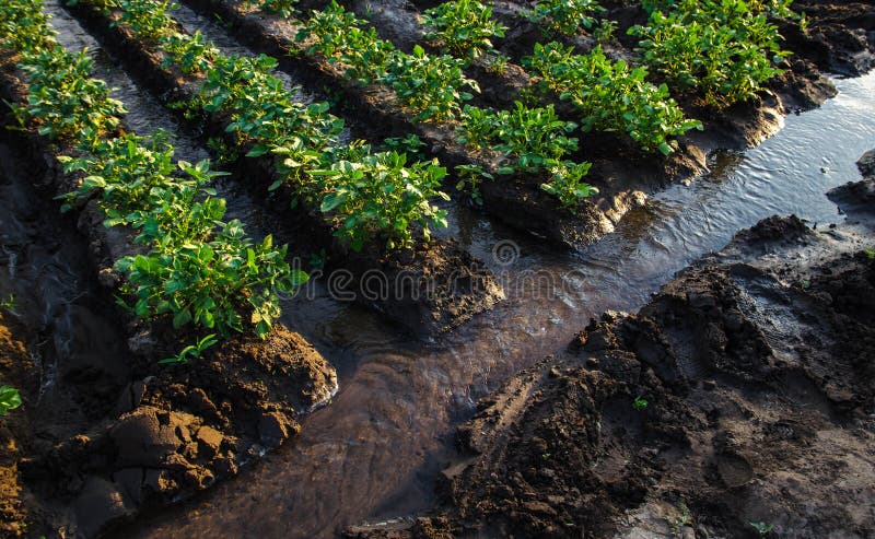 localized irrigation