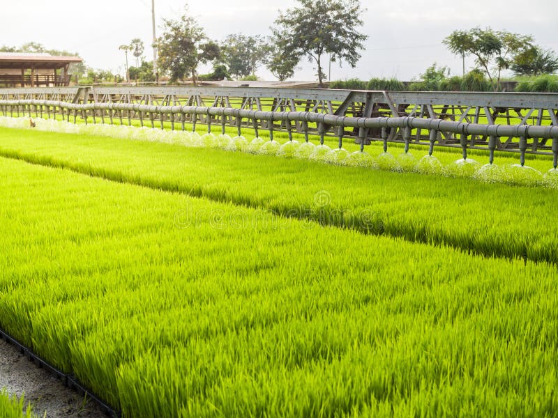 Watering rice sprouts stock photo. Image of spring, young 136224750
