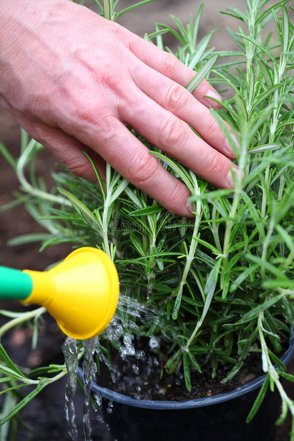 Watering rosemary herb stock photo. Image of close, fertilize 31735982