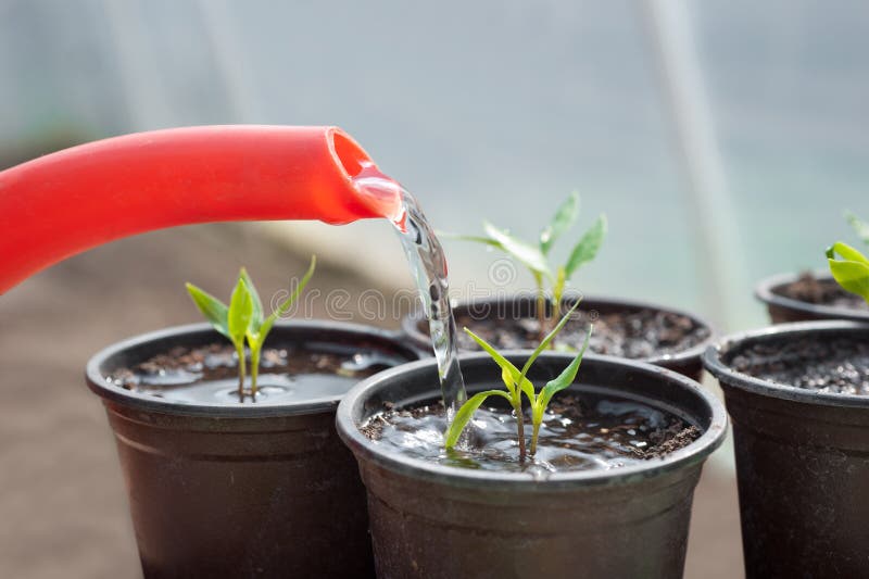 Watering seedling pepper