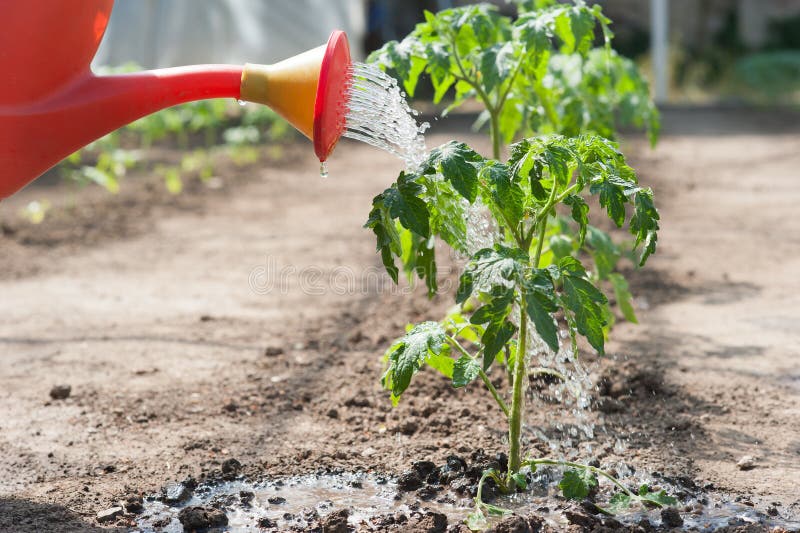 Watering seedling tomato stock image. Image of green 39318015