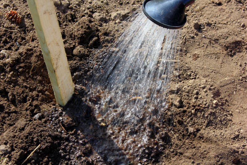 Watering seeds stock photo. Image of water, fresh, gardner 53267686