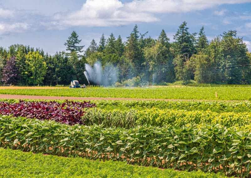 Watering Of Nursery Plantation Stock Photo Image of cultivate, drop