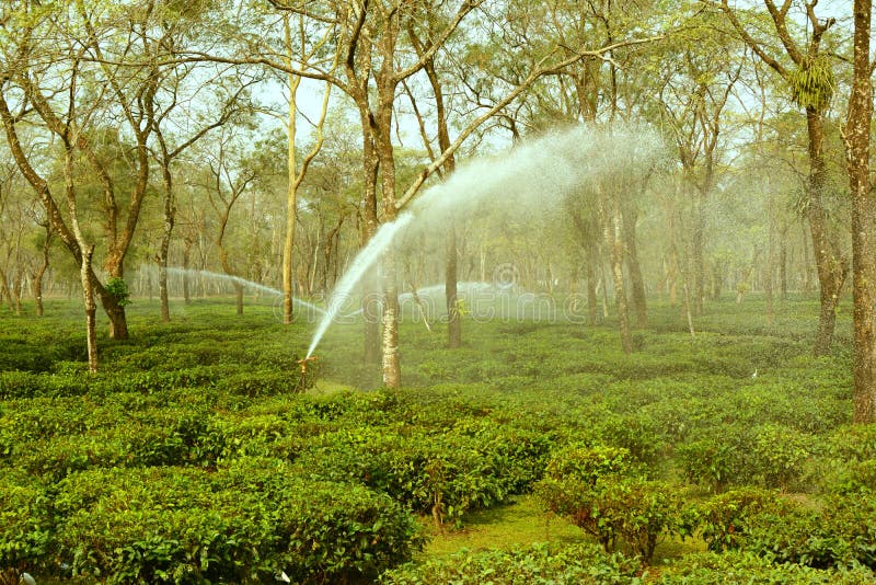 Watering Tea Garden stock photo. Image of gardening, botanical 86104816