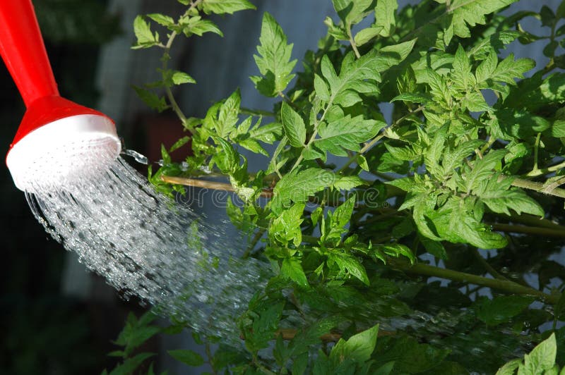 Watering the tomato plants stock image. Image of shower 348105