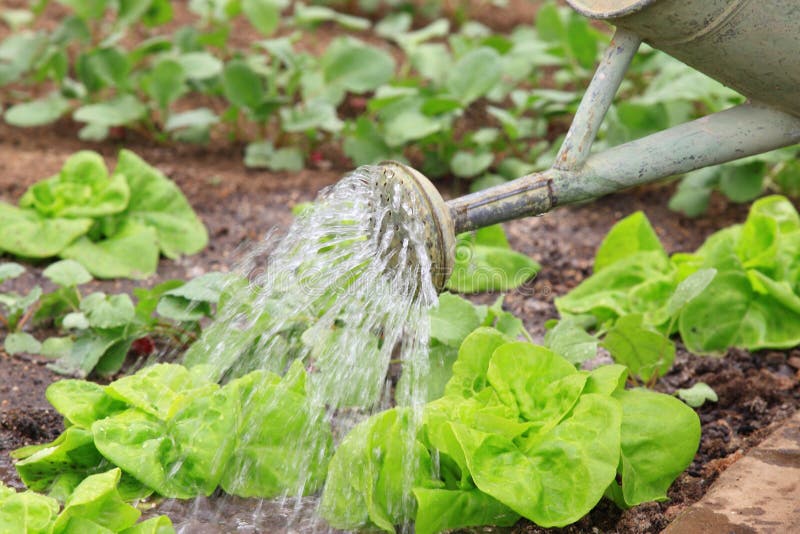 Garden Radish And Watering Can Stock Photo Image of garden, sheet