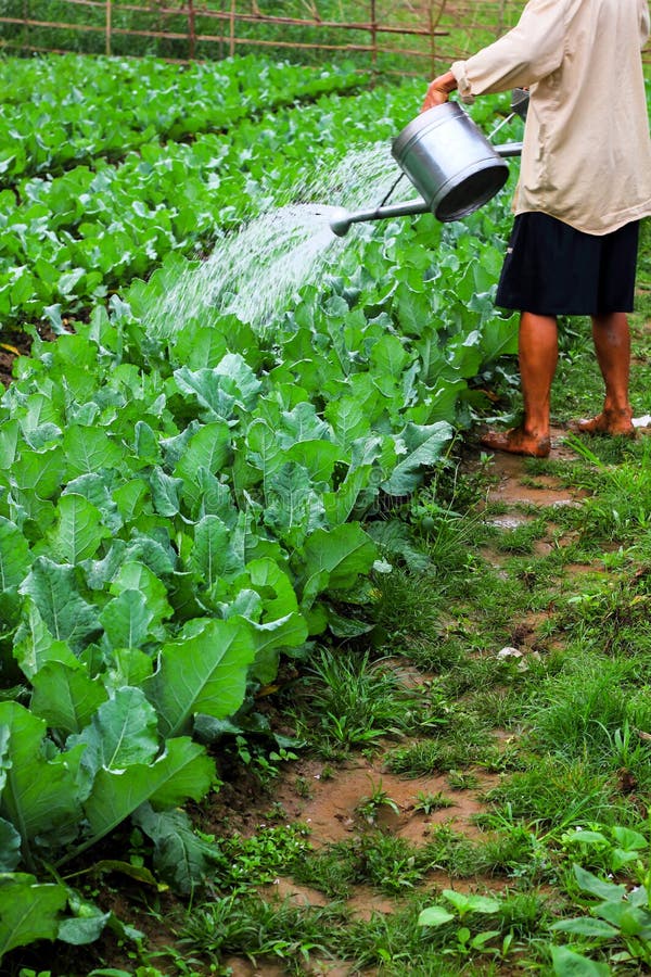 Watering vegetable plot stock photo. Image of plant, ingredient 64657398