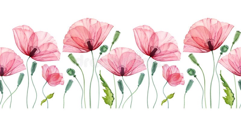 Watercolor seamless border with Poppy. Summer field flowers with green leaves. Floral horizontal line in repeat. Realistic botanical illustration. High quality illustration. Watercolor seamless border with Poppy. Summer field flowers with green leaves. Floral horizontal line in repeat. Realistic botanical illustration. High quality illustration