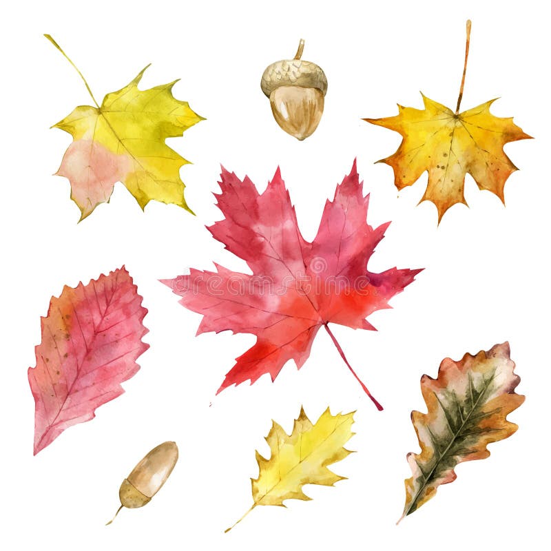 Waterkleurherfstbladeren of herfstbladpictogrammen Vector geïsoleerde teelset van maple, eik, berkenboombladeren Maagdenpopulier, royalty-vrije illustratie Waterkleurherfstbladeren of herfstbladpictogrammen Vector geïsoleerde teelset van maple, eik, berkenboombladeren Maagdenpopulier, royalty-vrije illustratie