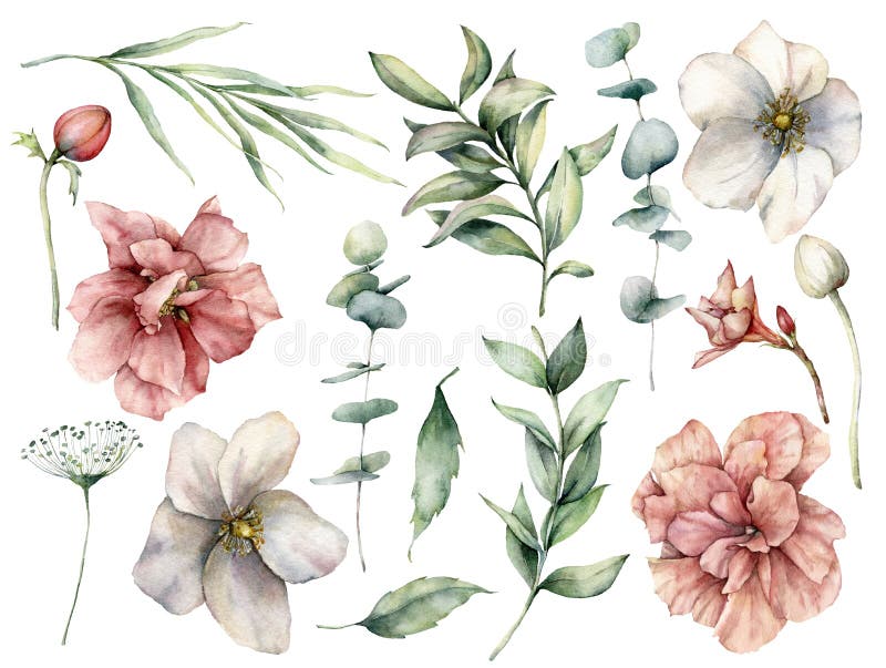 Waterkleurige bloemset met witte en roze bloemen en eucalyptusbladeren. handbeschilderde rozenknoppen, geïsoleerd op