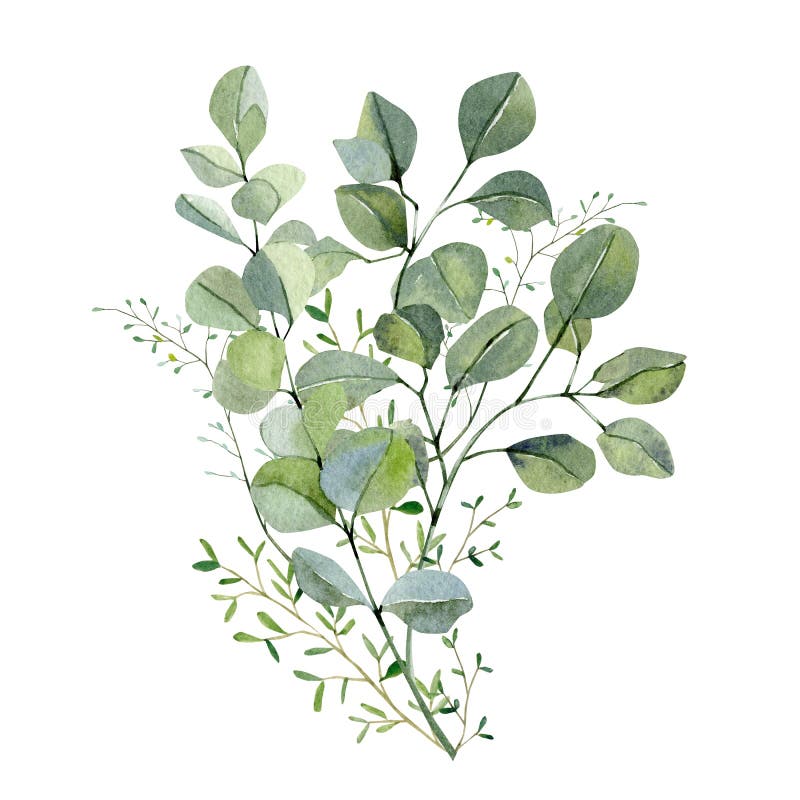 Waterkleurige handbeschilderde bouquet zilverdollar eucalyptus en groene planten Kikkervisjes en bladeren, geïsoleerd op witte ac Waterkleurige handbeschilderde bouquet zilverdollar eucalyptus en groene planten Kikkervisjes en bladeren, geïsoleerd op witte ac