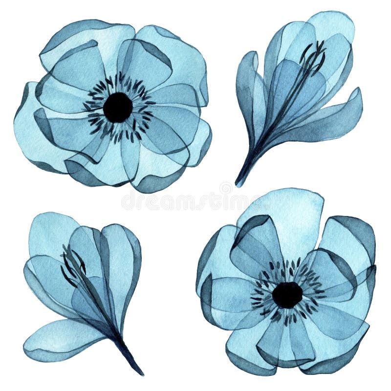 Waterkleurtekening. reeks transparante kleuren. clipart blauwe bloemen crocuses en anemones in vintage style xray.