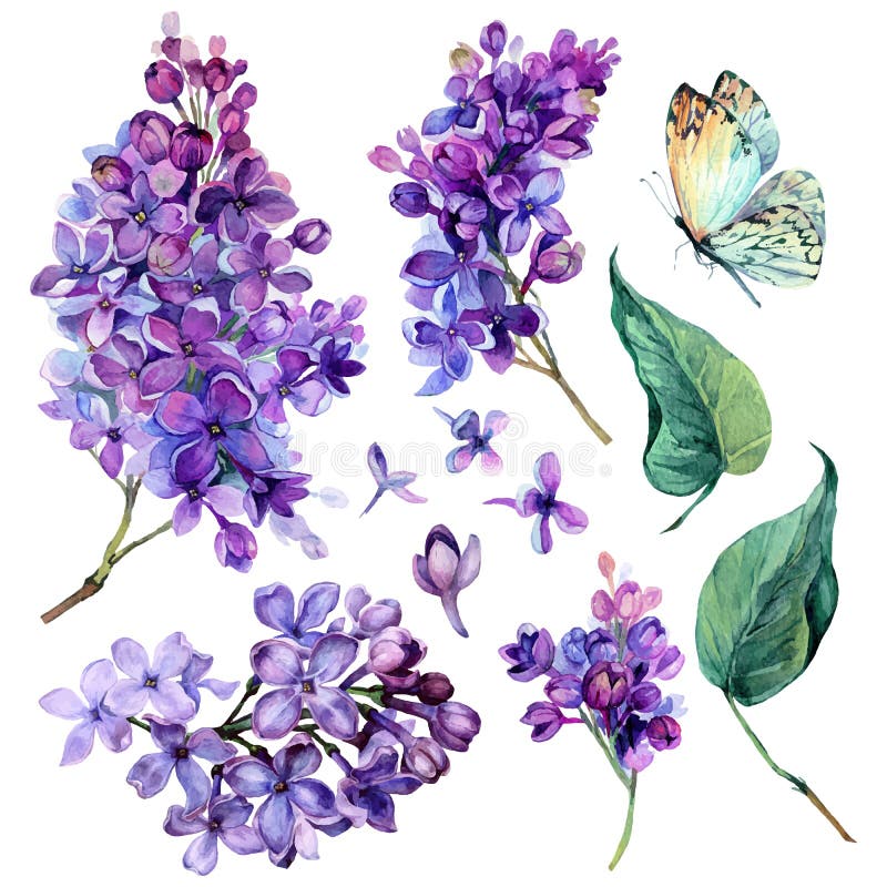 Watercolor Collection of Purple Lilac Flowers, Leaves and Butterfly Isolated on White Background. Botanical Illustration in Vintage Style. Watercolor Collection of Purple Lilac Flowers, Leaves and Butterfly Isolated on White Background. Botanical Illustration in Vintage Style