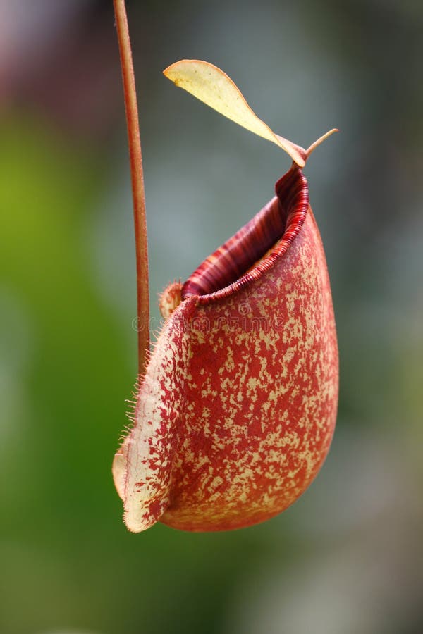 Waterkruikinstallatie (Nepenthes-ampullaria) royalty-vrije stock afbeelding Waterkruikinstallatie (Nepenthes-ampullaria) royalty-vrije stock afbeelding
