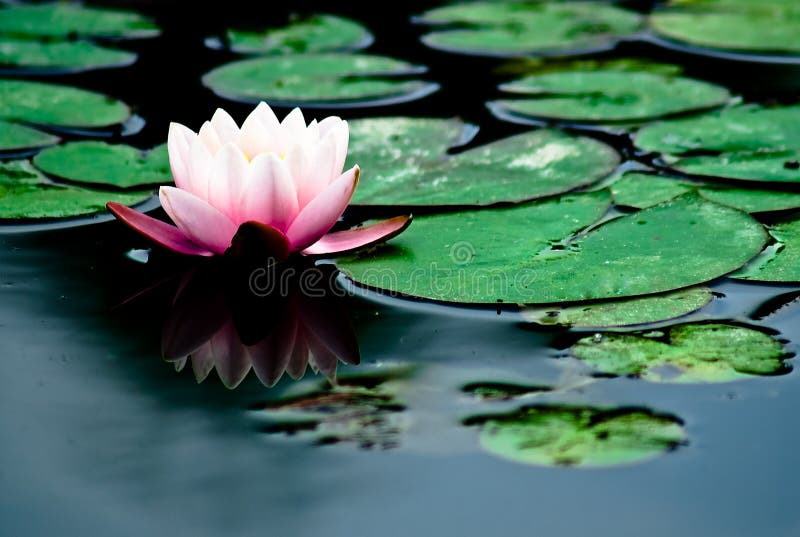 Water-lily in the fountain. Water-lily in the fountain