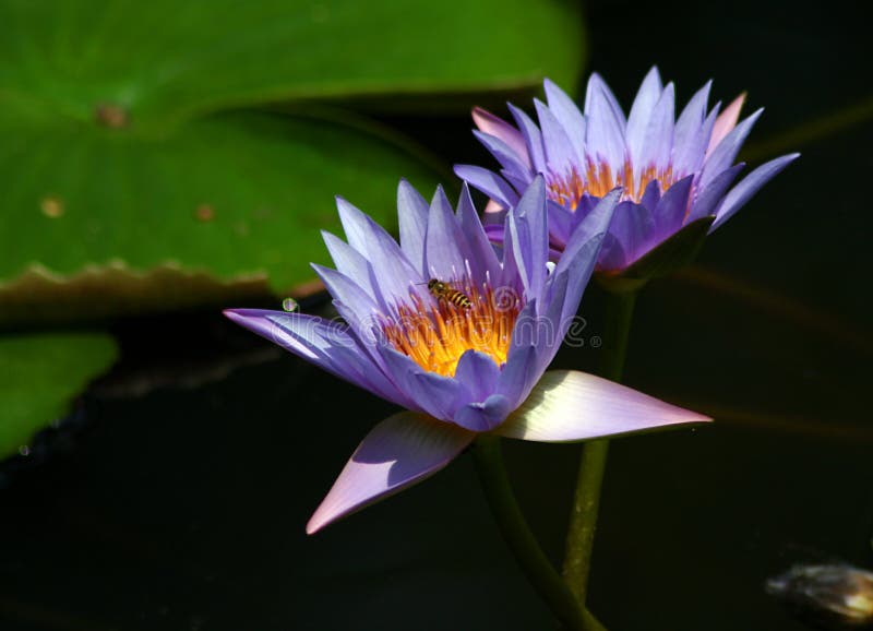 Waterlilies and bee