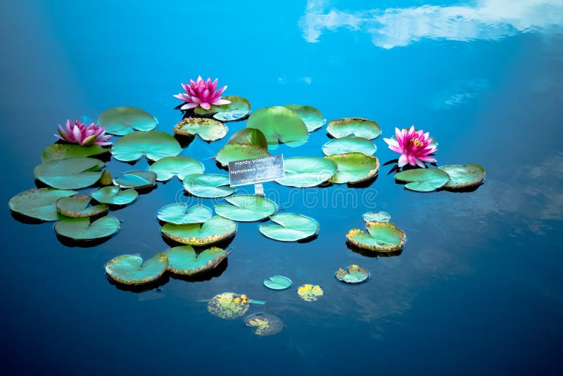 Waterlilies na lagoa foto de stock royalty free Waterlilies na lagoa foto de stock royalty free
