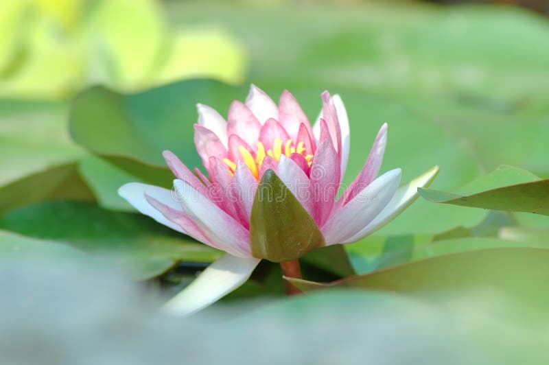 waterlily стоковая фотография rf waterlily стоковая фотография rf