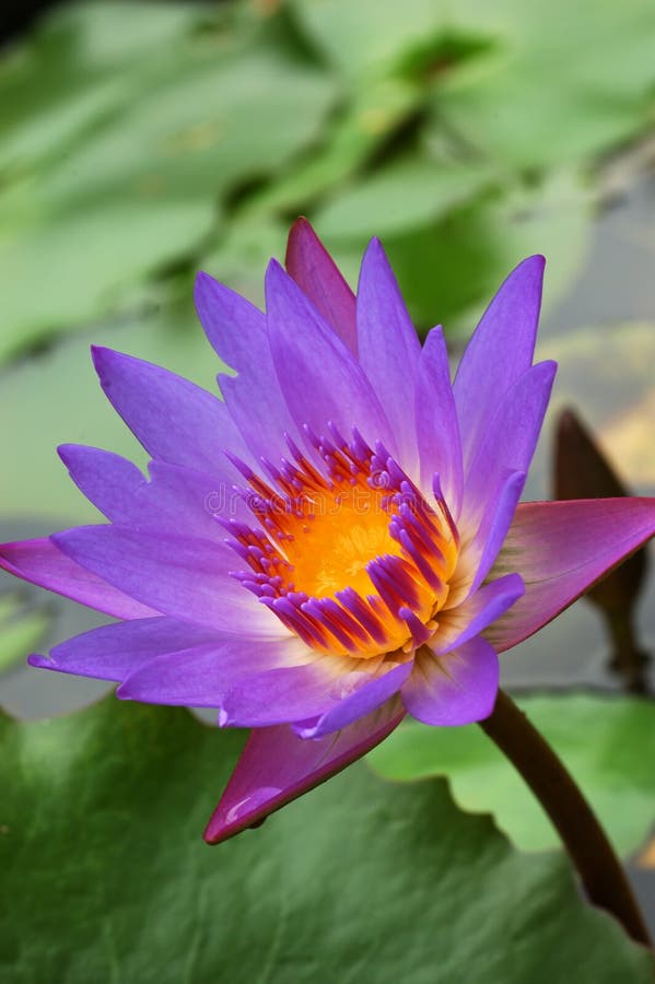 Tropical waterlily. Tropical waterlily