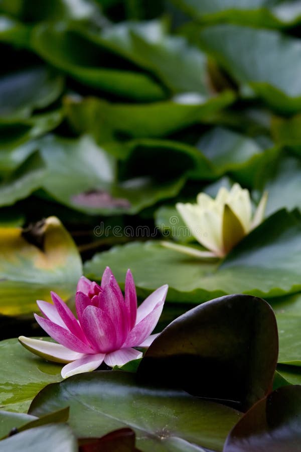 Falling flowers stock photo. Image of beautiful, graceful 815878