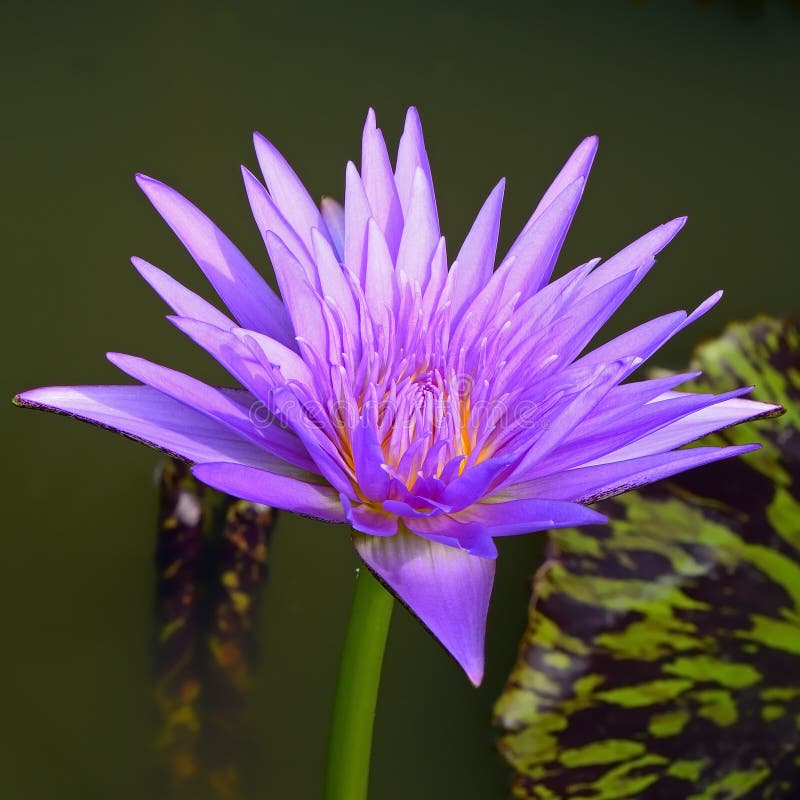 Waterlily stock image. Image of lily, forest, fall, blossom 32805099