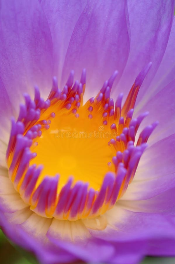 Tropical waterlily. Tropical waterlily