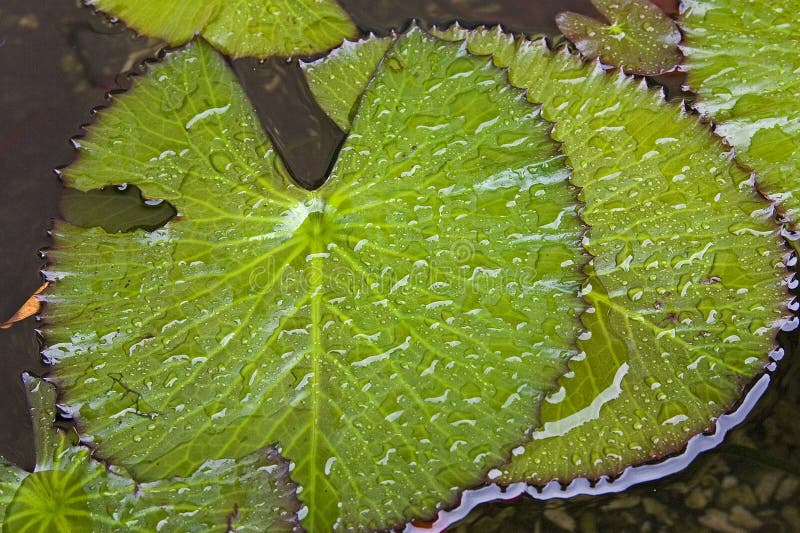 Waterlily Leaves close up. Waterlily Leaves close up