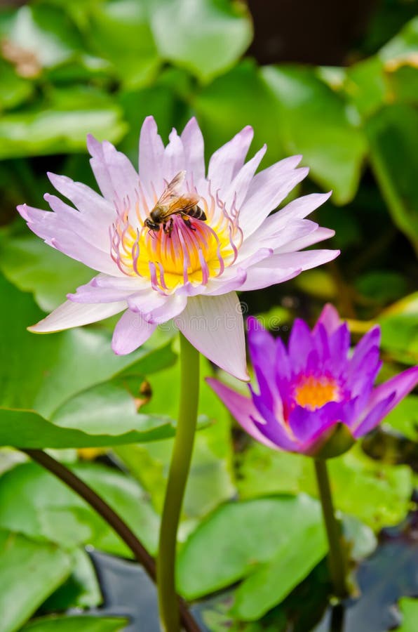 Fresh violet waterlily with bee in the pond. Fresh violet waterlily with bee in the pond