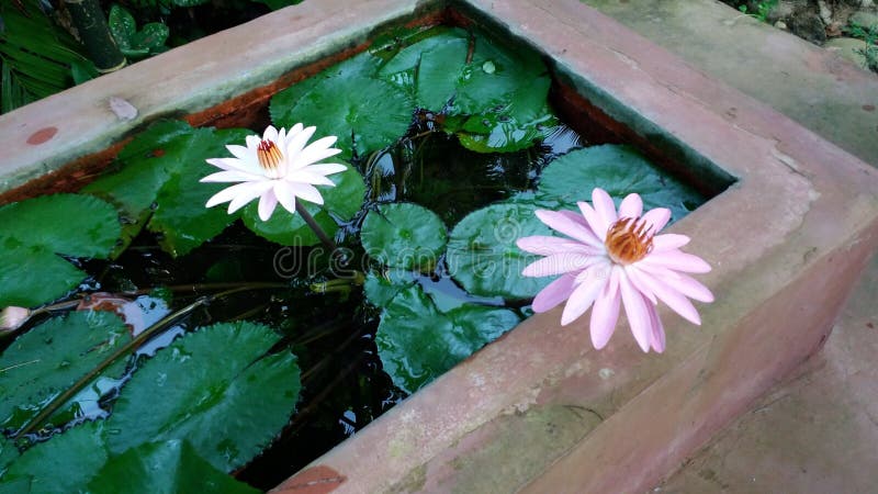 Waterlily flor bonita no dia imagens de stock royalty free Waterlily flor bonita no dia imagens de stock royalty free