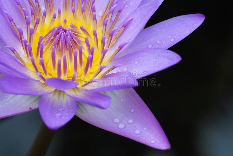 Waterlily floreciente fotos de archivo Waterlily floreciente fotos de archivo