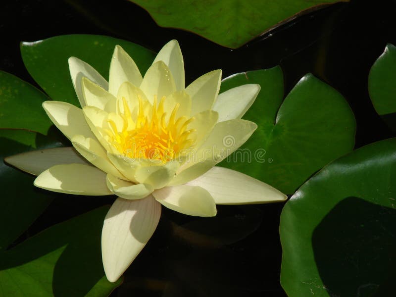 Waterlily among green foliage