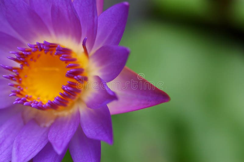 Colorful waterlily III