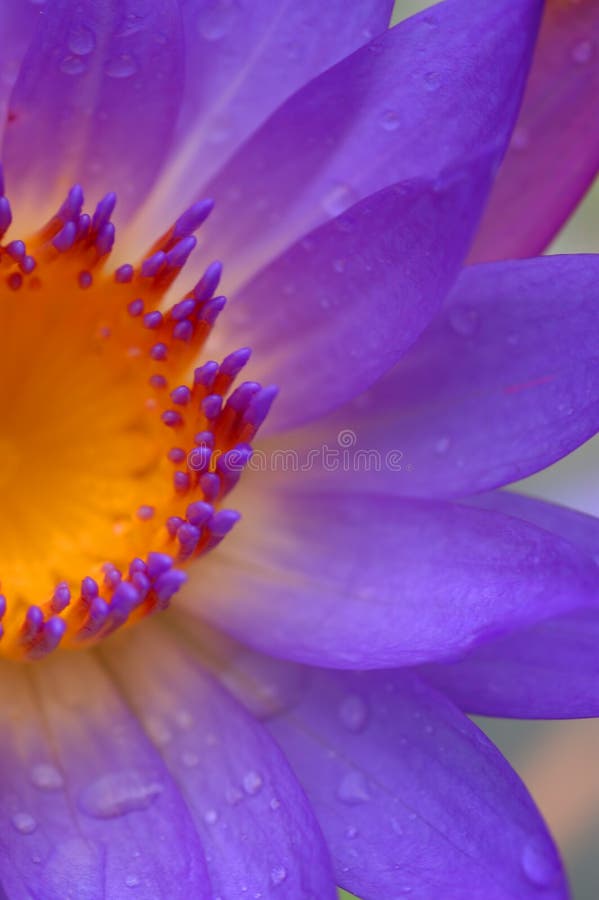 Colorful waterlily IV