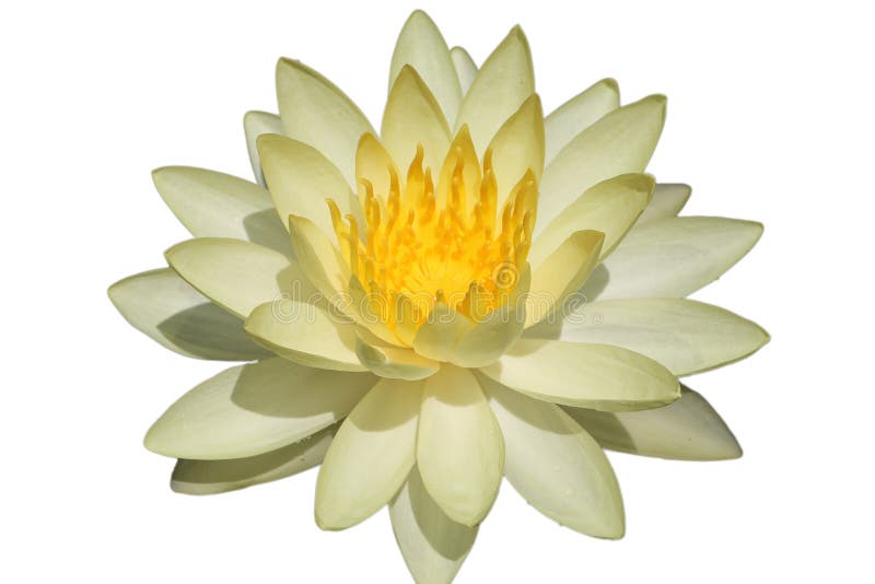 51,682 Lotus Flower White Background Stock Photos Free & RoyaltyFree