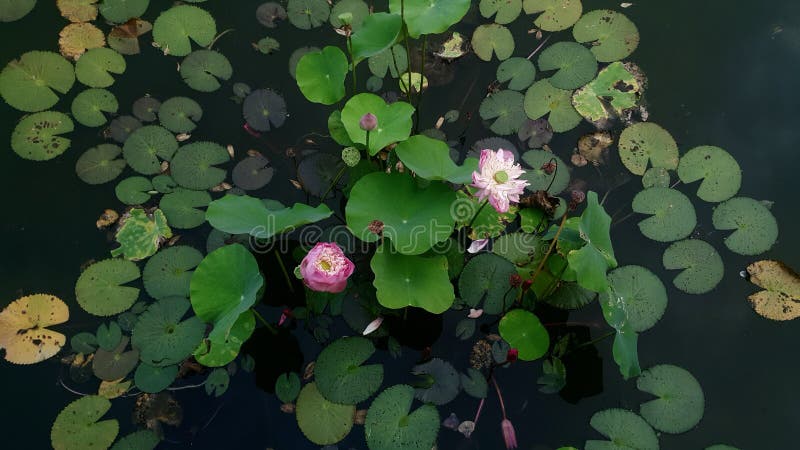 Waterlily Lotus i det trädgårds- dammet arkivfoto Waterlily Lotus i det trädgårds- dammet arkivfoto