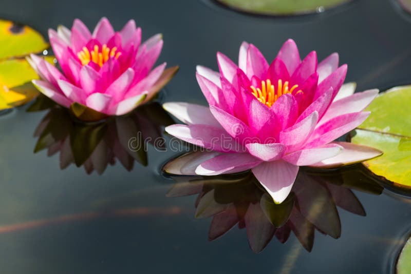 Lumineo Lampada Solare Da Giardino A Forma Di Ninfea, 17 X 6 Cm, In Plastica, 1