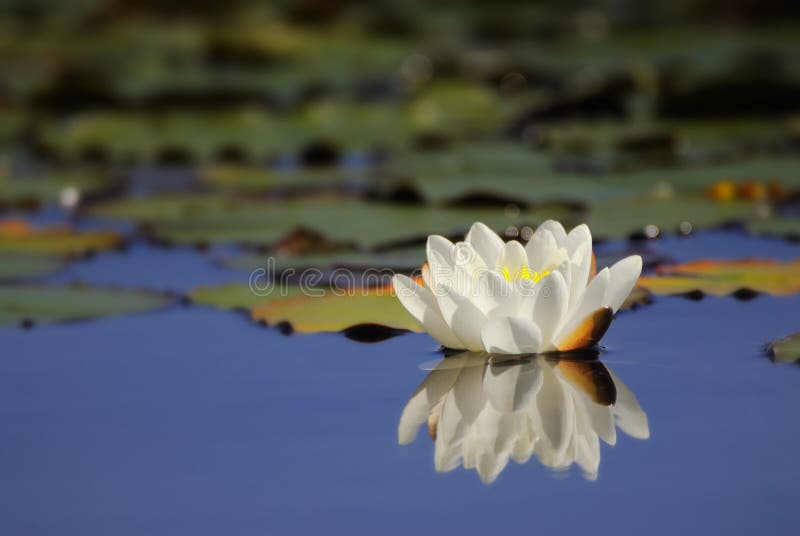 Waterlily que refleja en el agua
