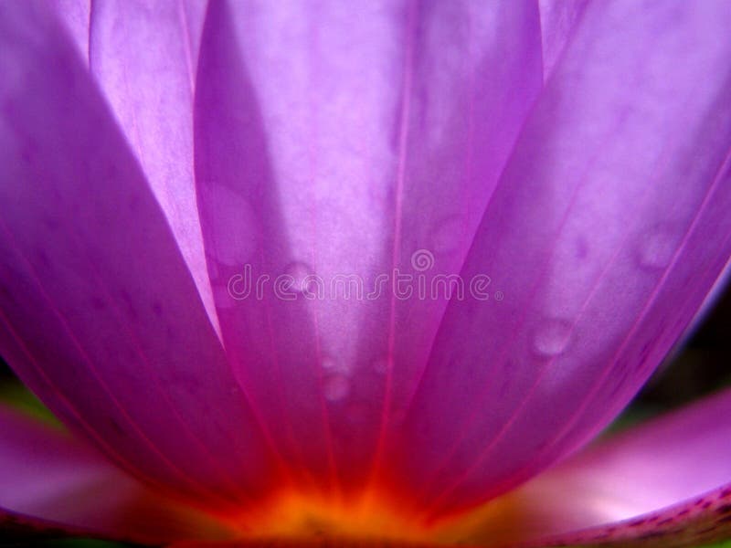 A macro view of a Waterlily shows shades of sunset at the root of its petals. A macro view of a Waterlily shows shades of sunset at the root of its petals