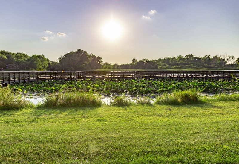 Waterlily sur le lac Carter Iowa et Omaha Nebraska photographie stock libre de droits Waterlily sur le lac Carter Iowa et Omaha Nebraska photographie stock libre de droits