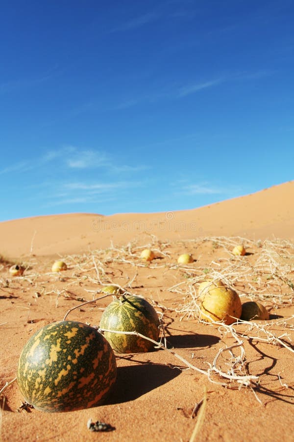 A king s view stock image. Image of thatch, wall, zimbabwe 9743115