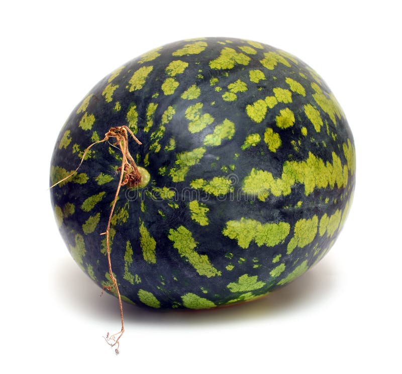 Watermelon stock image. Image of isolated, stem, vegetable 7072677