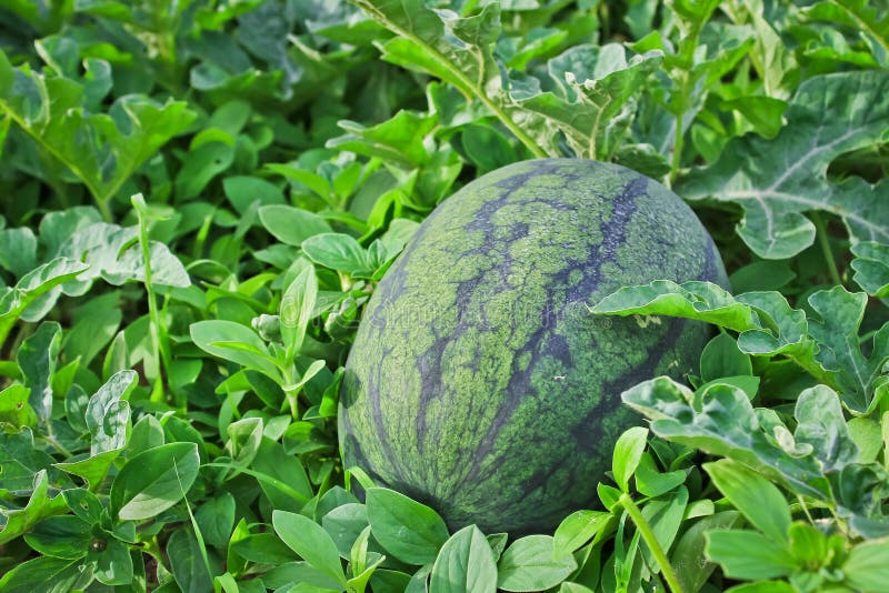 Watermelon cultivation. stock photo. Image of fruit, natural 51623988
