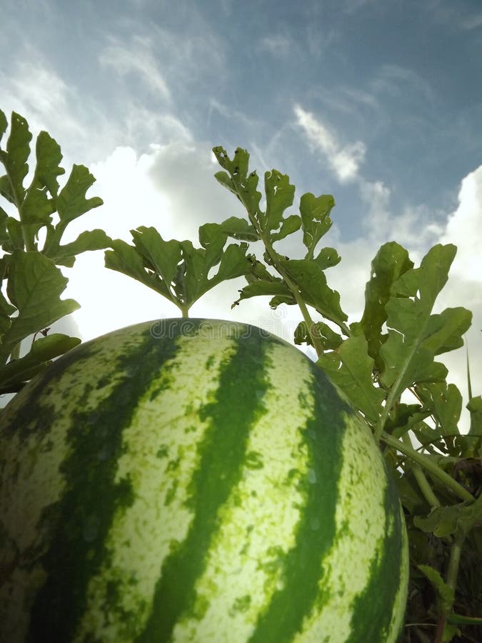 Watermelon Dream stock image. Image of juicy, melon, beautiful - 44400799